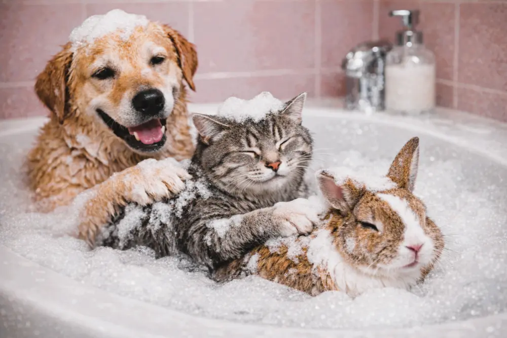 chien chat rongeur toilettage
